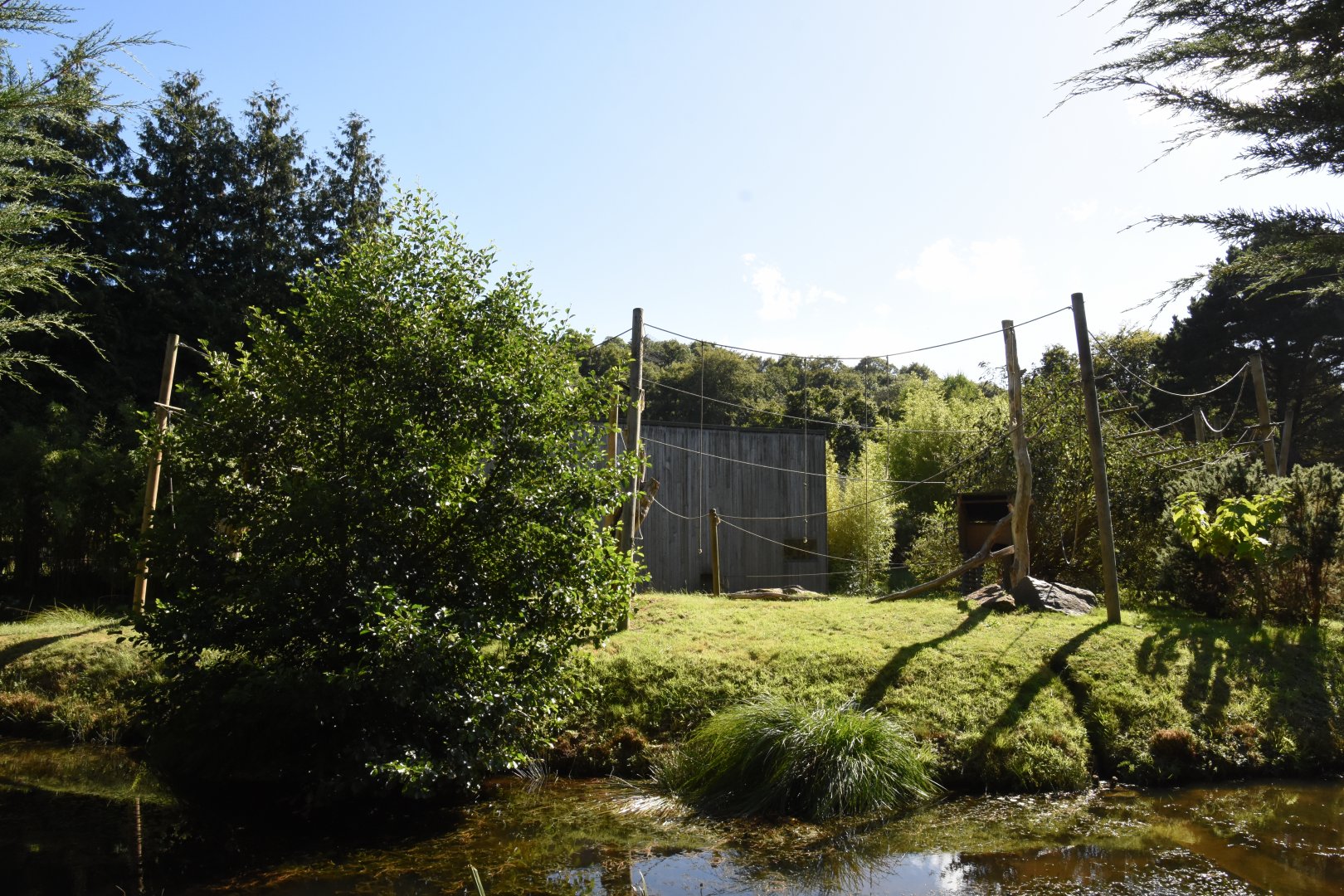 Northern White-cheeked Gibbon enclosure