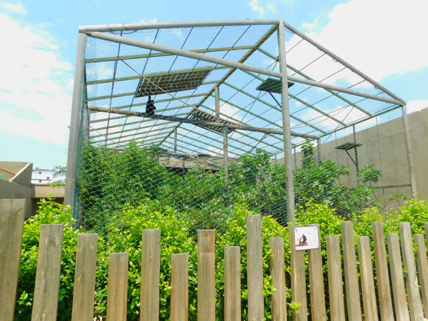 Northern white-cheeked gibbon enclosure