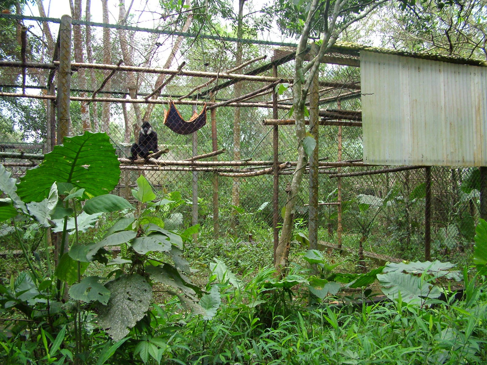 Northern White-cheeked Gibbon Exhibit at EPRC Cuc Phuong, 10/03/12