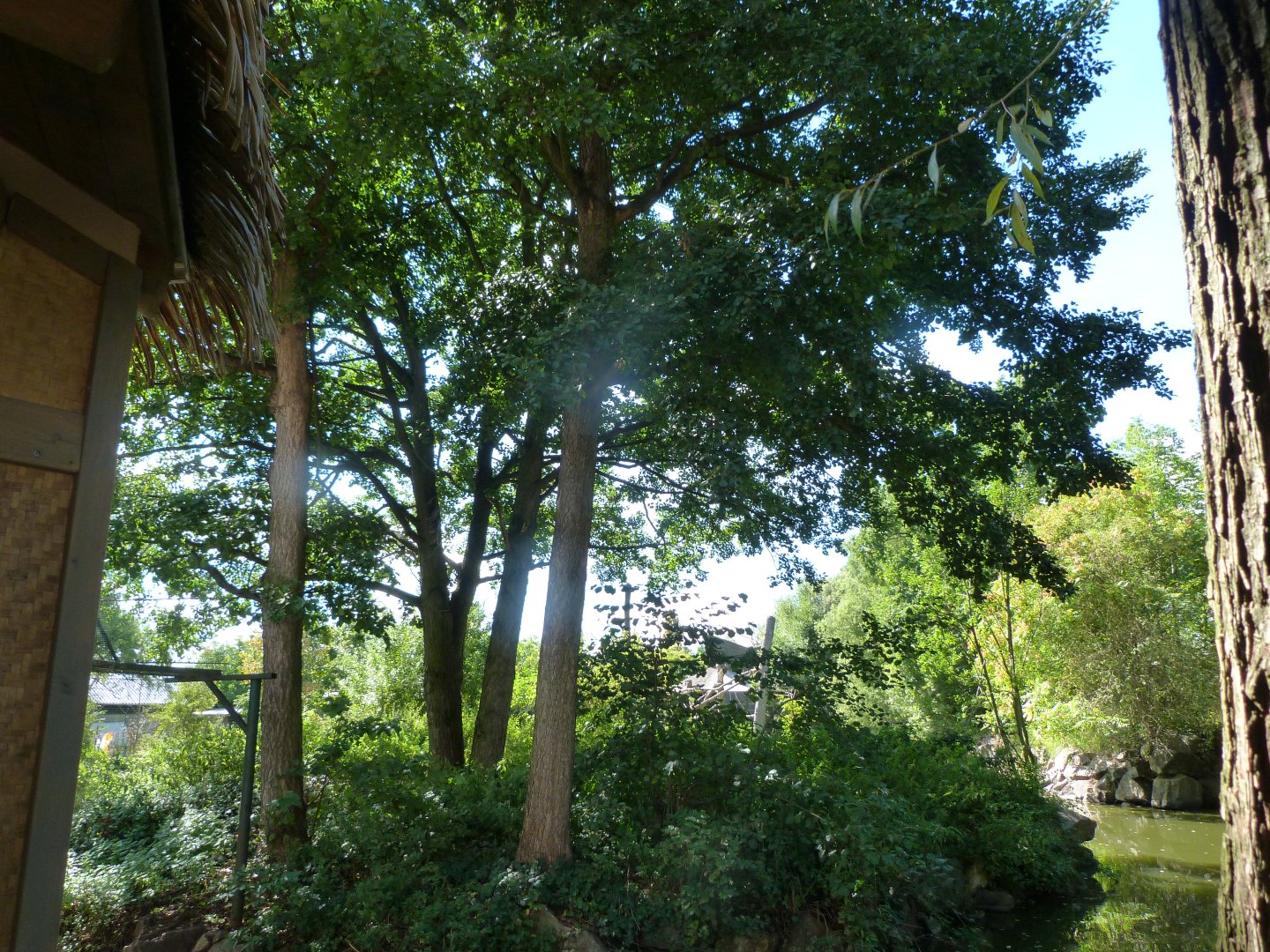 Northern white-cheeked gibbon exhibit -Zoo Plzeň (2025)