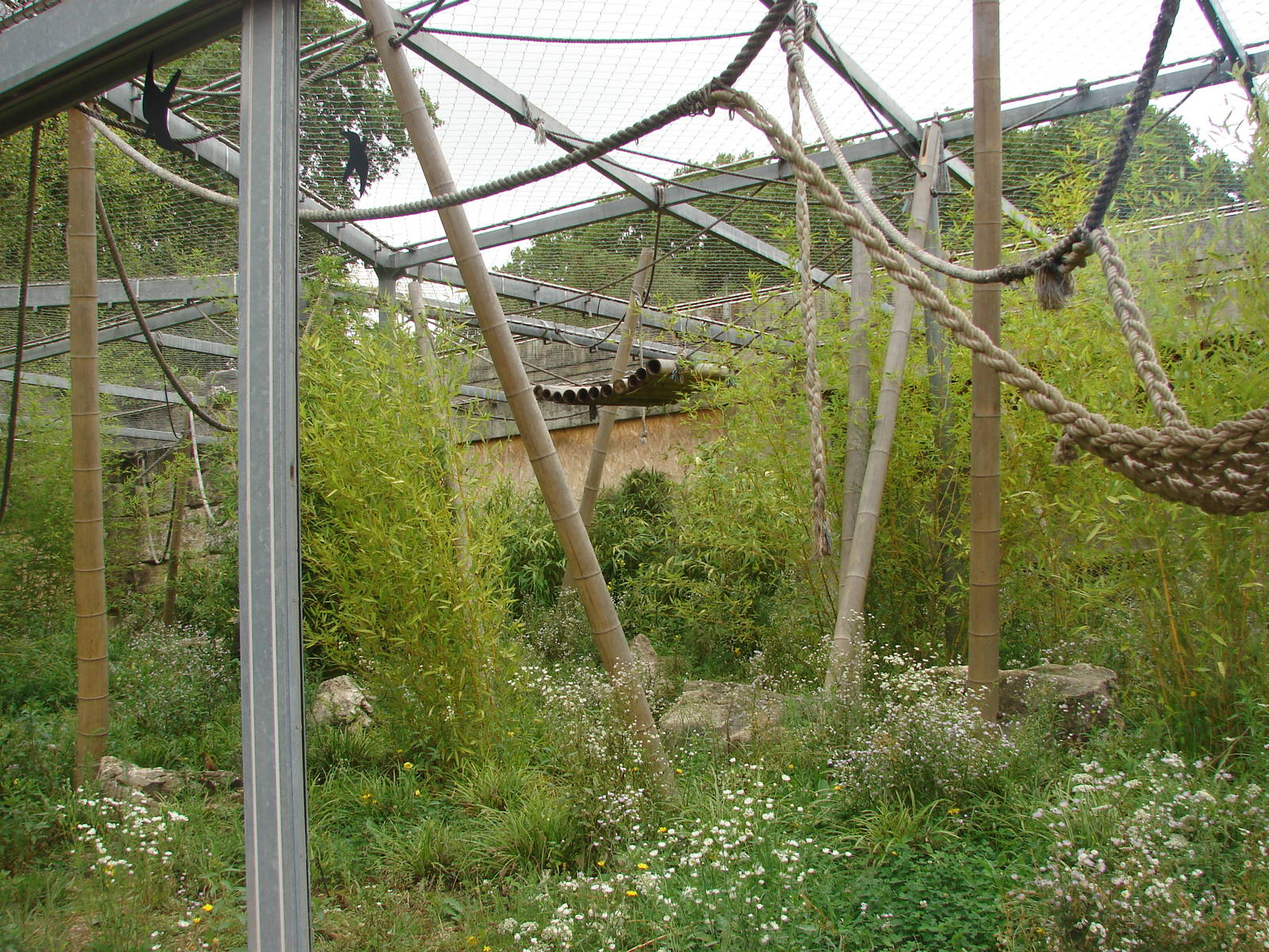 Northern white-cheeked gibbon exhibit