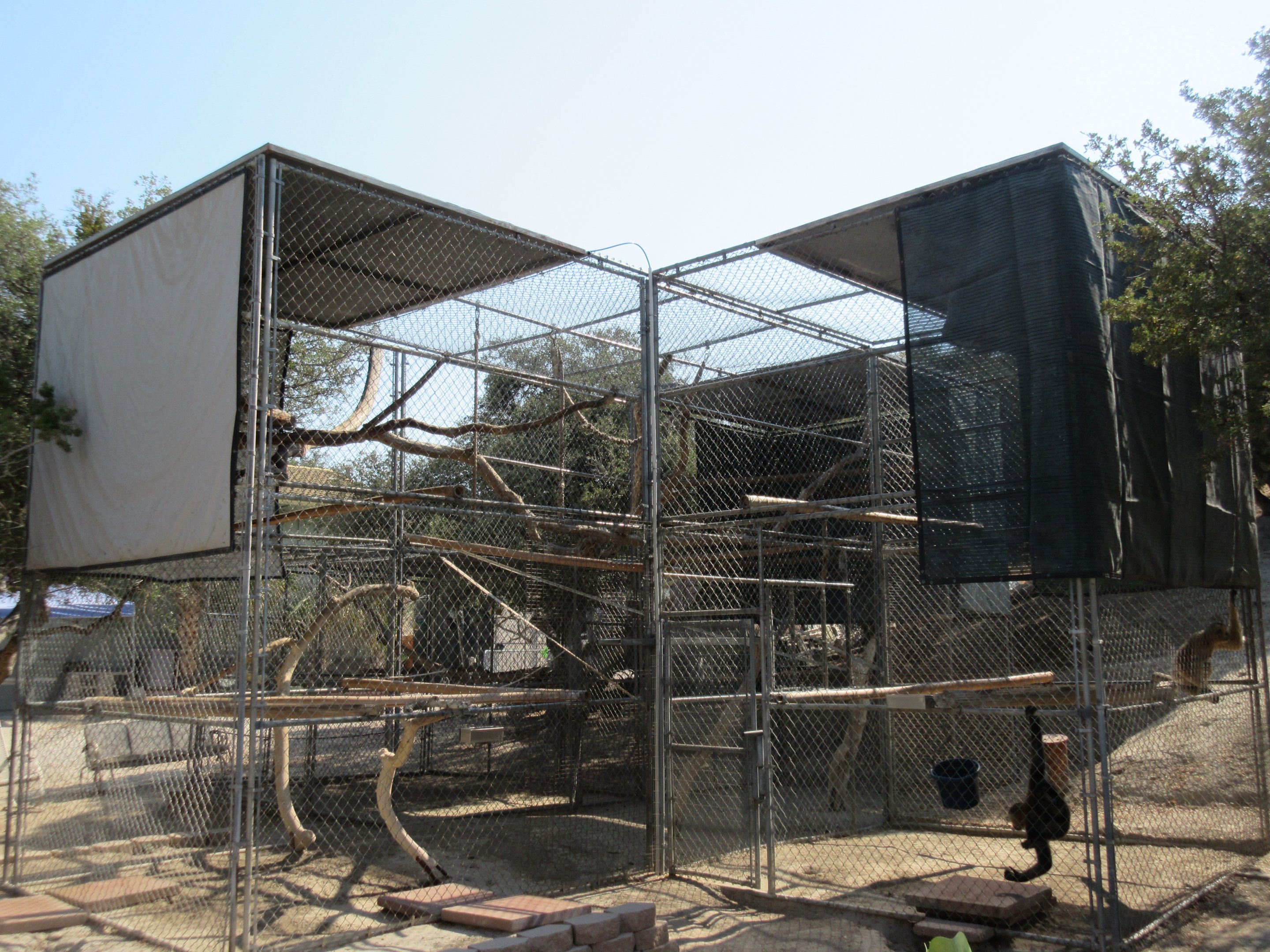 Northern White-Cheeked Gibbon Exhibit