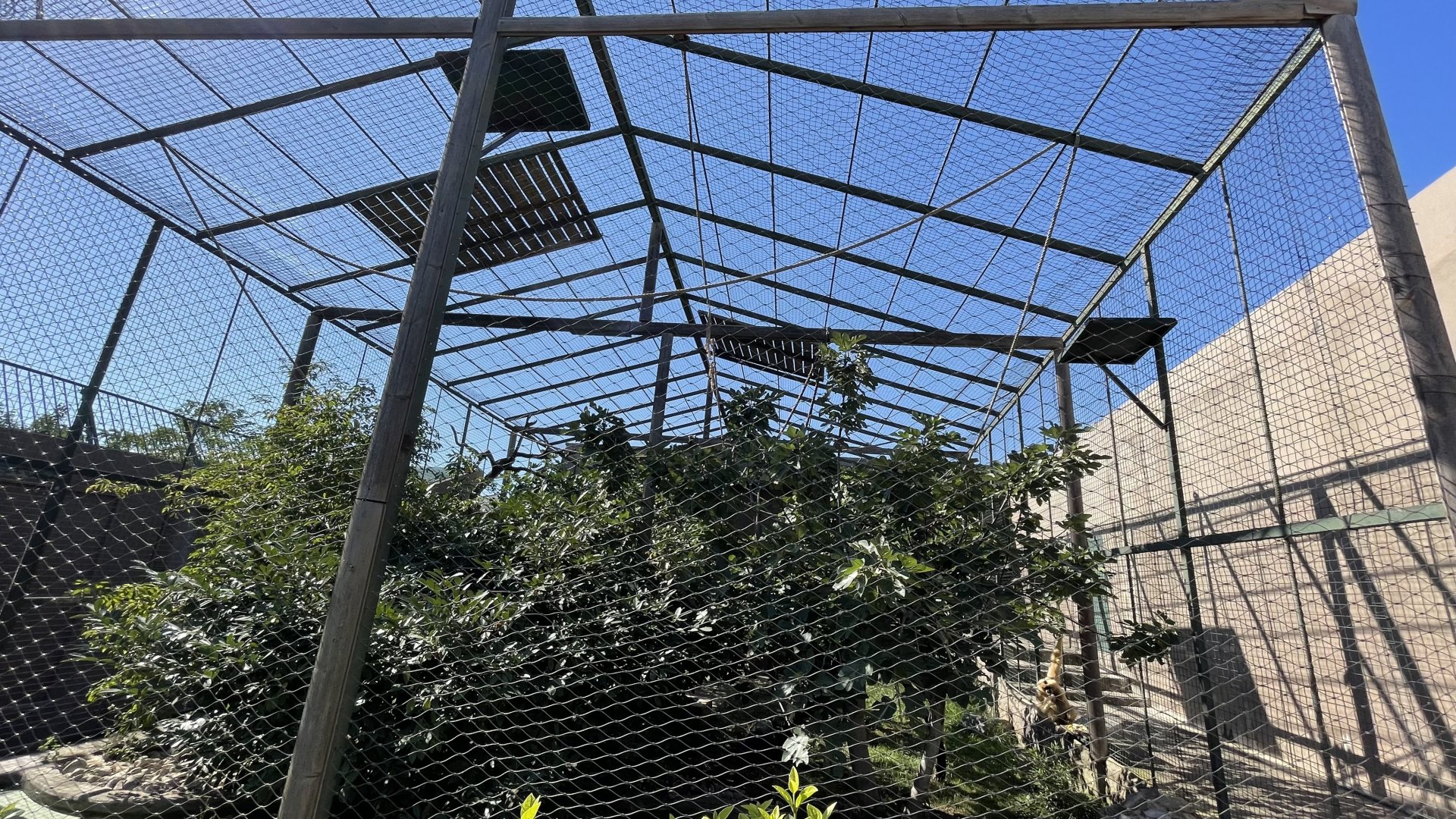 Northern white cheeked gibbon exhibit