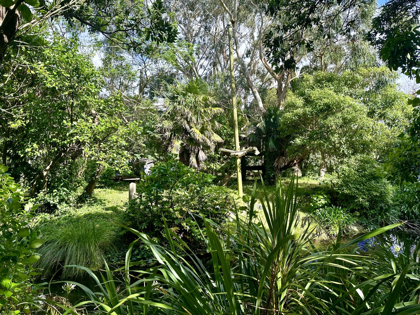 Northern White-cheeked Gibbon Exhibit