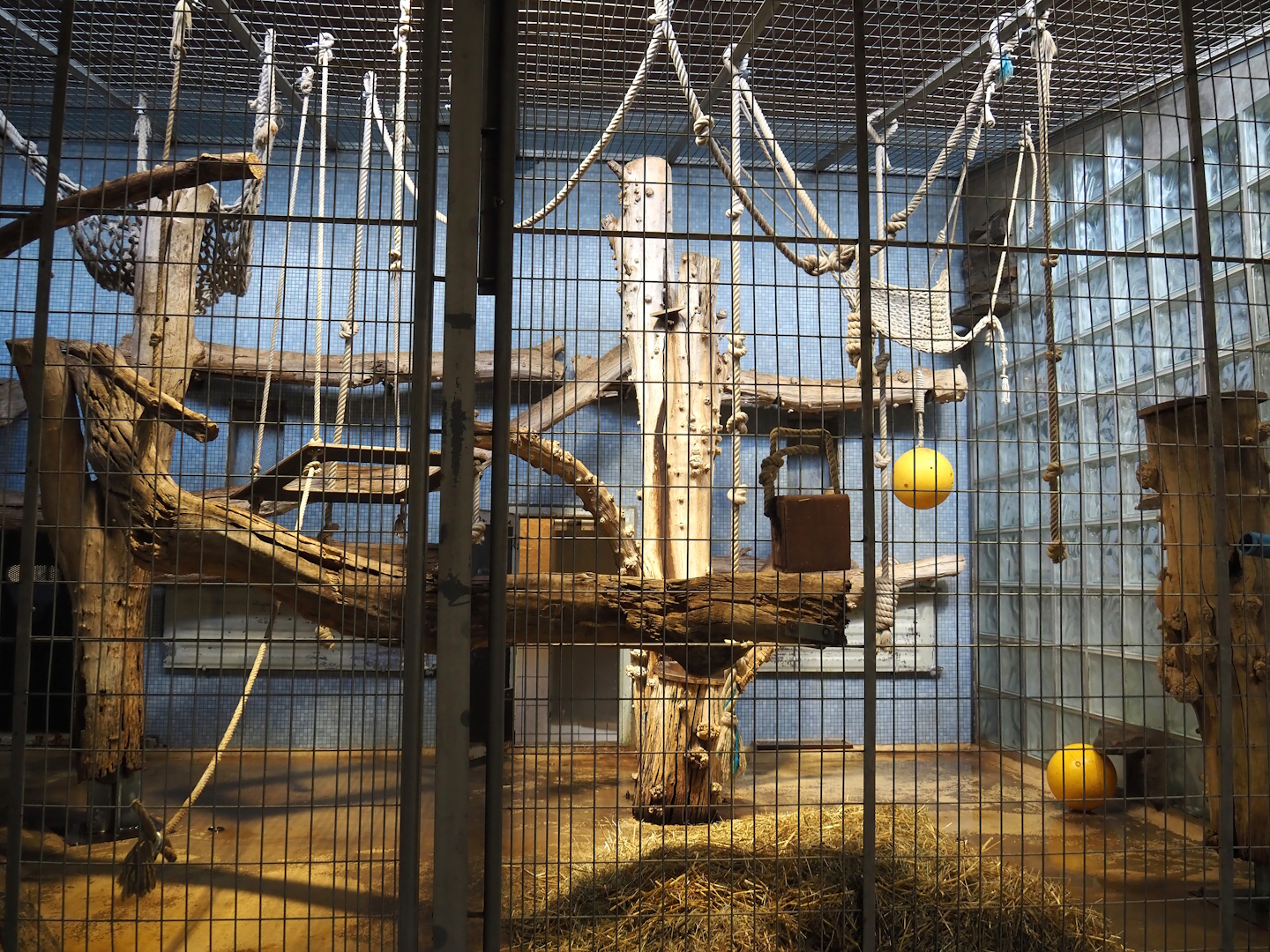 Northern White-cheeked gibbon exhibits, 2024-06-08