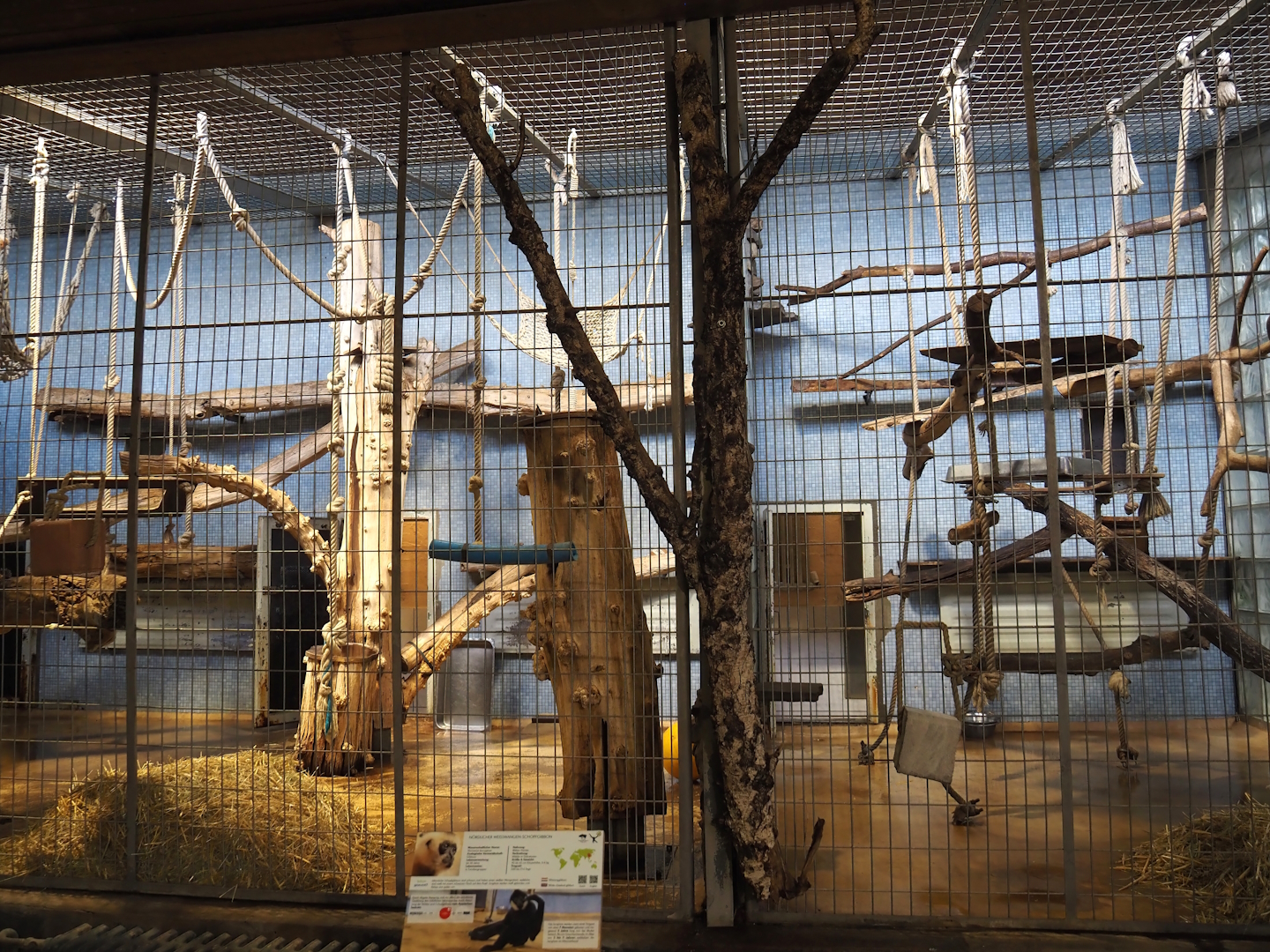 Northern White-cheeked gibbon exhibits, 2024-06-08