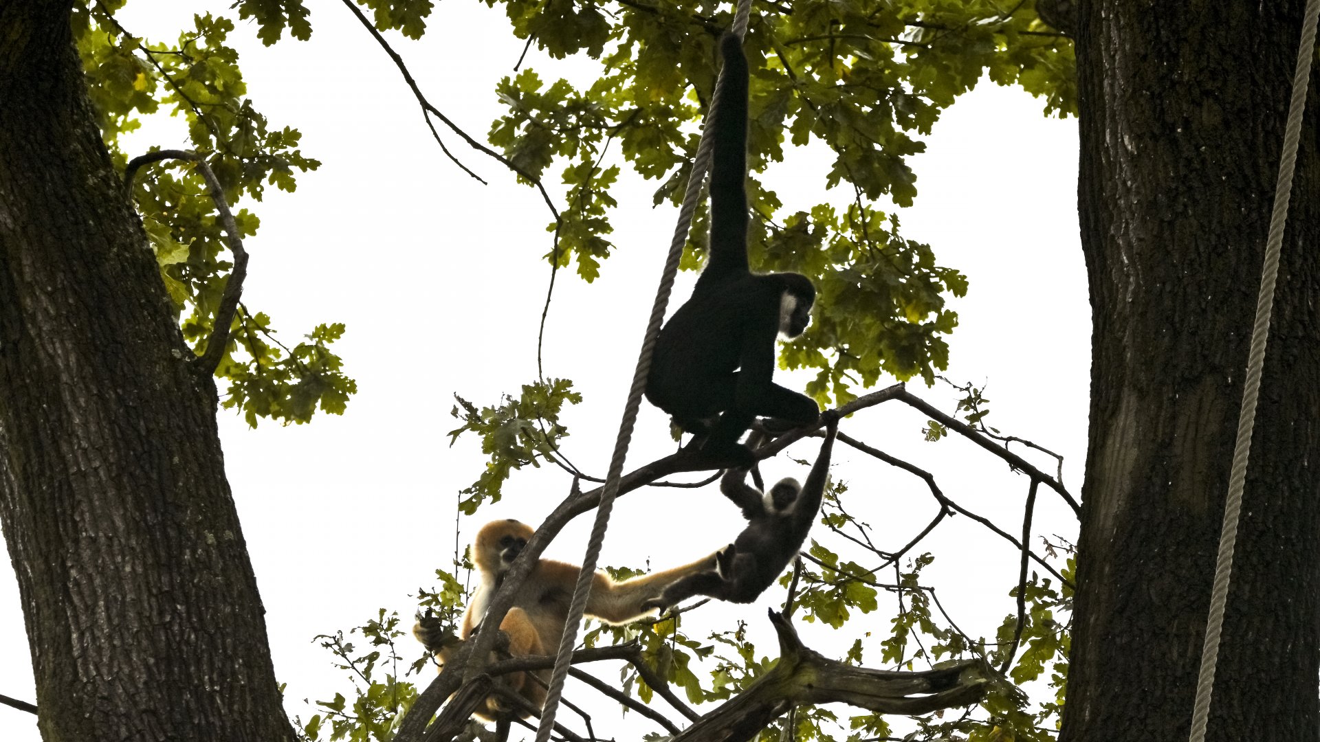 Northern white-cheeked gibbon family