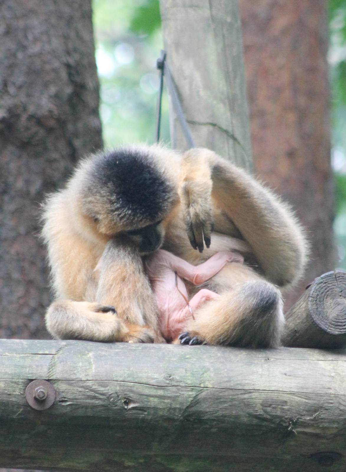 Northern white-cheeked gibbon female with baby