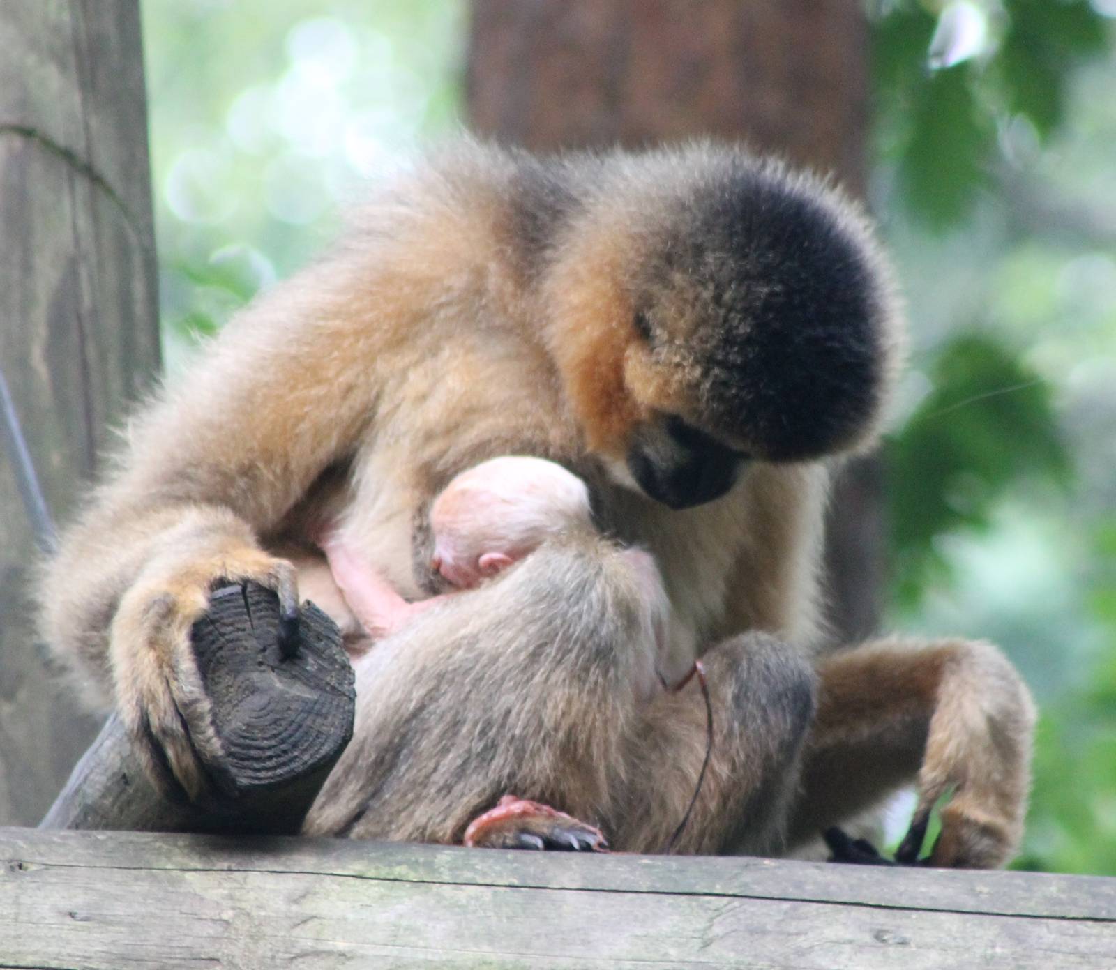 Northern white-cheeked gibbon female with baby