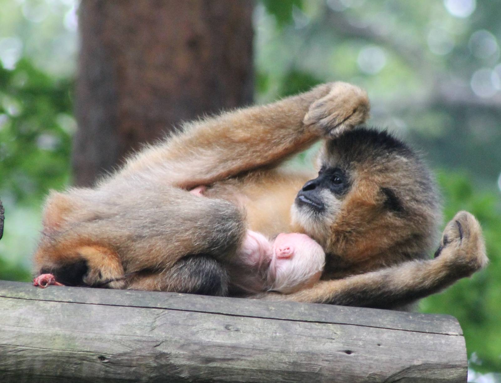 Northern white-cheeked gibbon female with baby