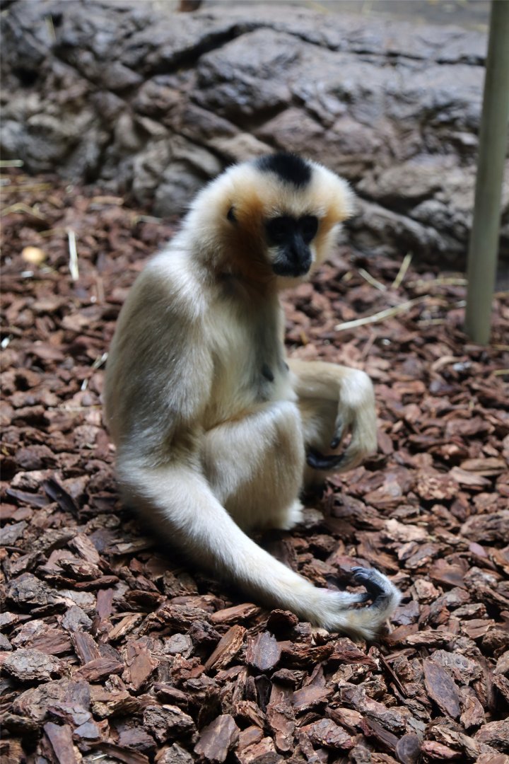 Northern White-cheeked Gibbon, Female