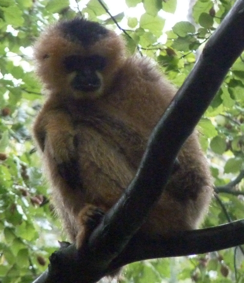 Northern white-cheeked gibbon (Hylobates (concolor) leucogenys)