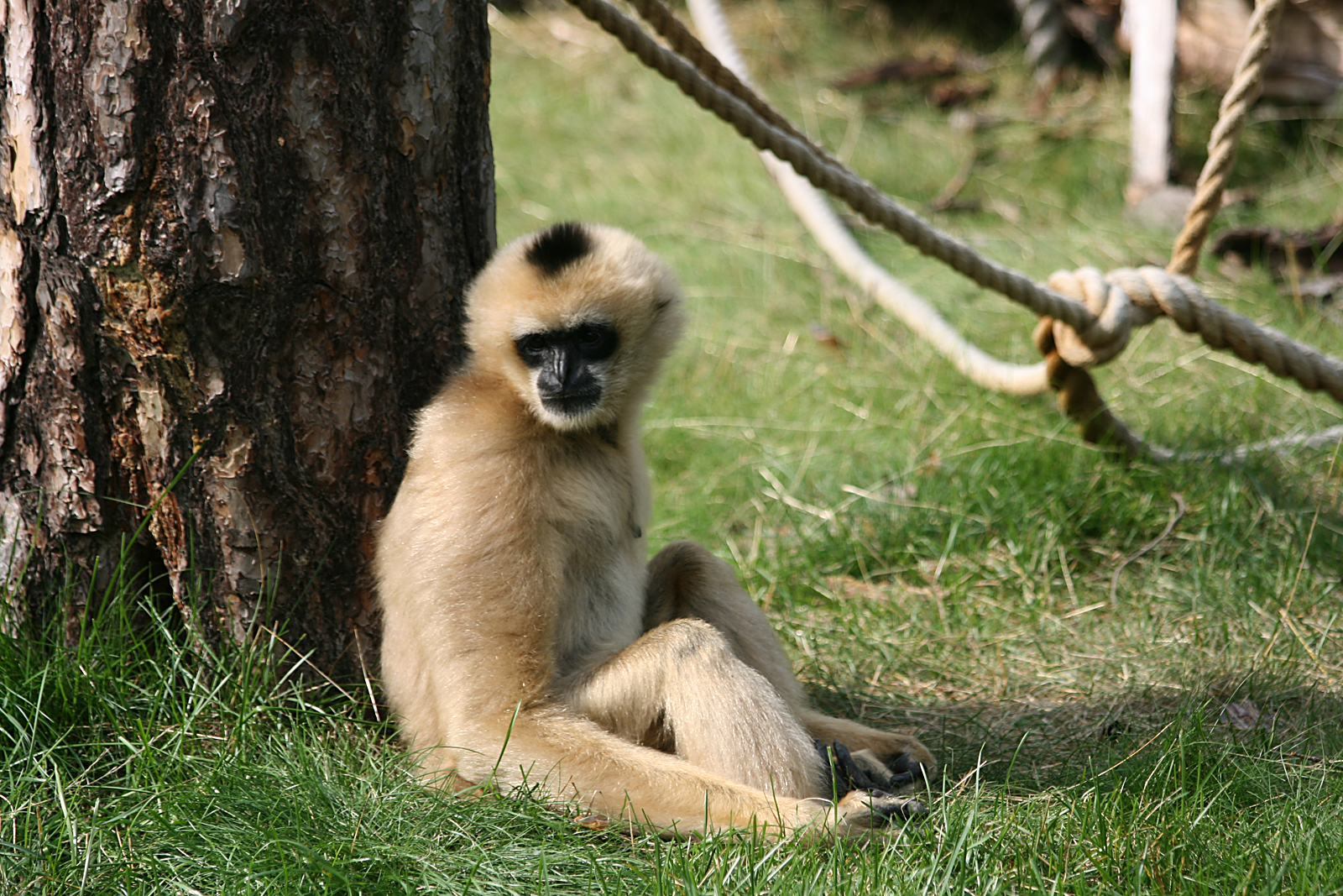 Northern white-cheeked gibbon (Hylobates leucogenys)