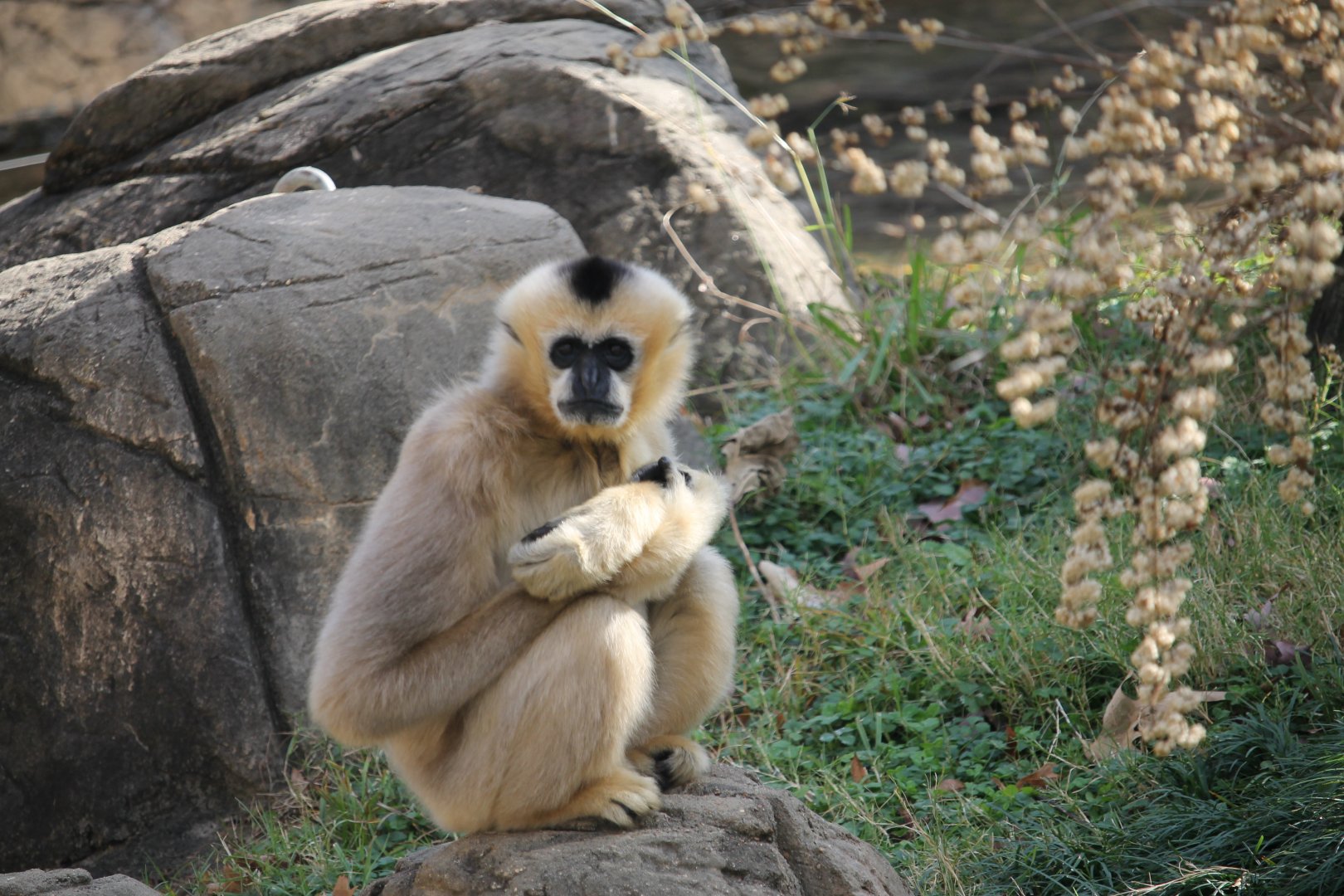 Northern White-cheeked gibbon (Hylobates leucogenys)