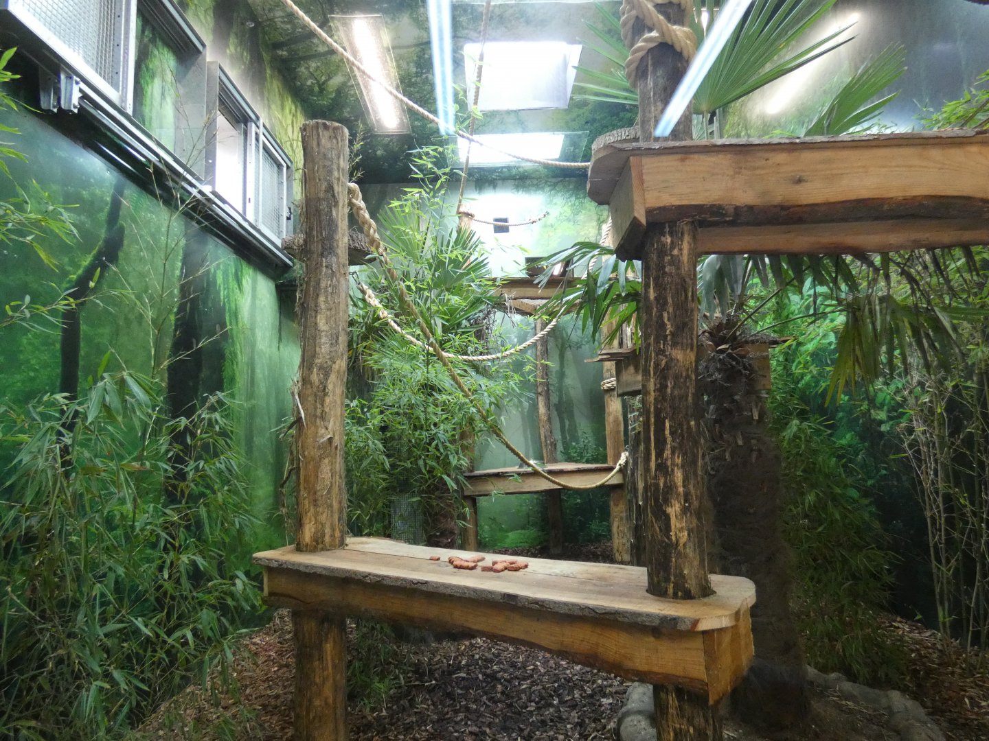 Northern white-cheeked gibbon indoor enclosure