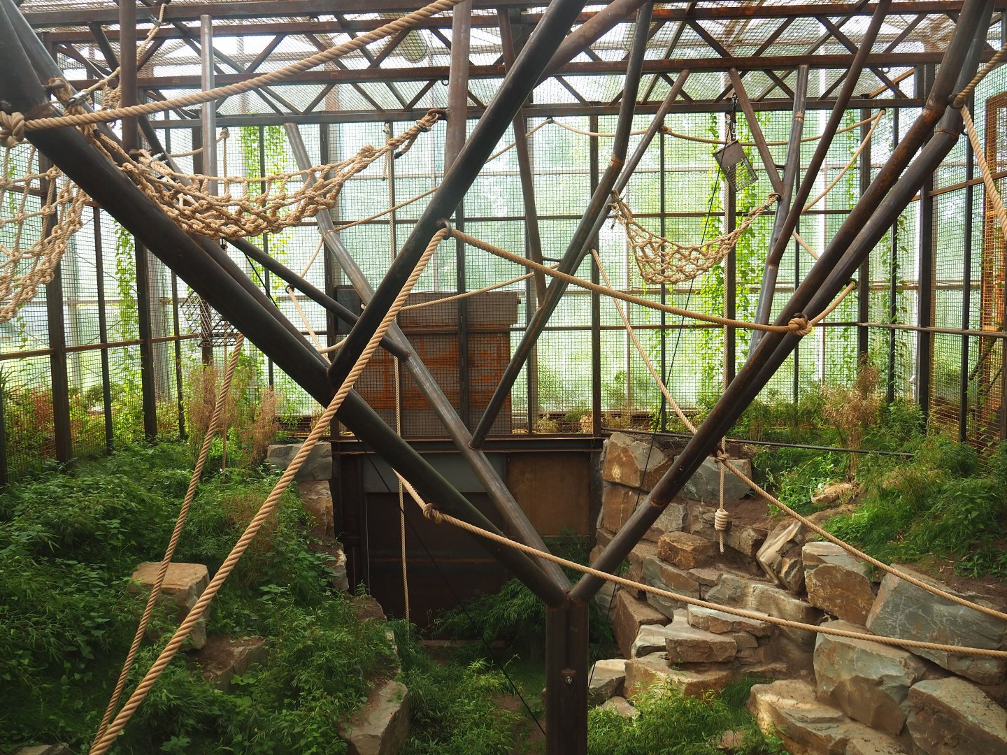 Northern white-cheeked gibbon indoor exhibit, 2022-07-03