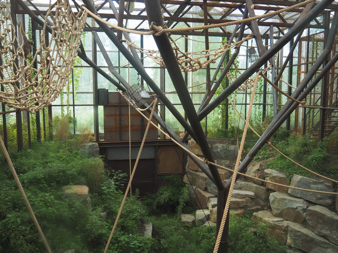 Northern white-cheeked gibbon indoor exhibit, 2022-07-16