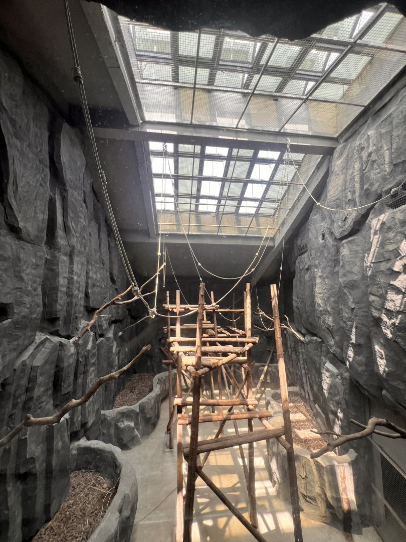 Northern white-cheeked Gibbon Indoor Exhibit