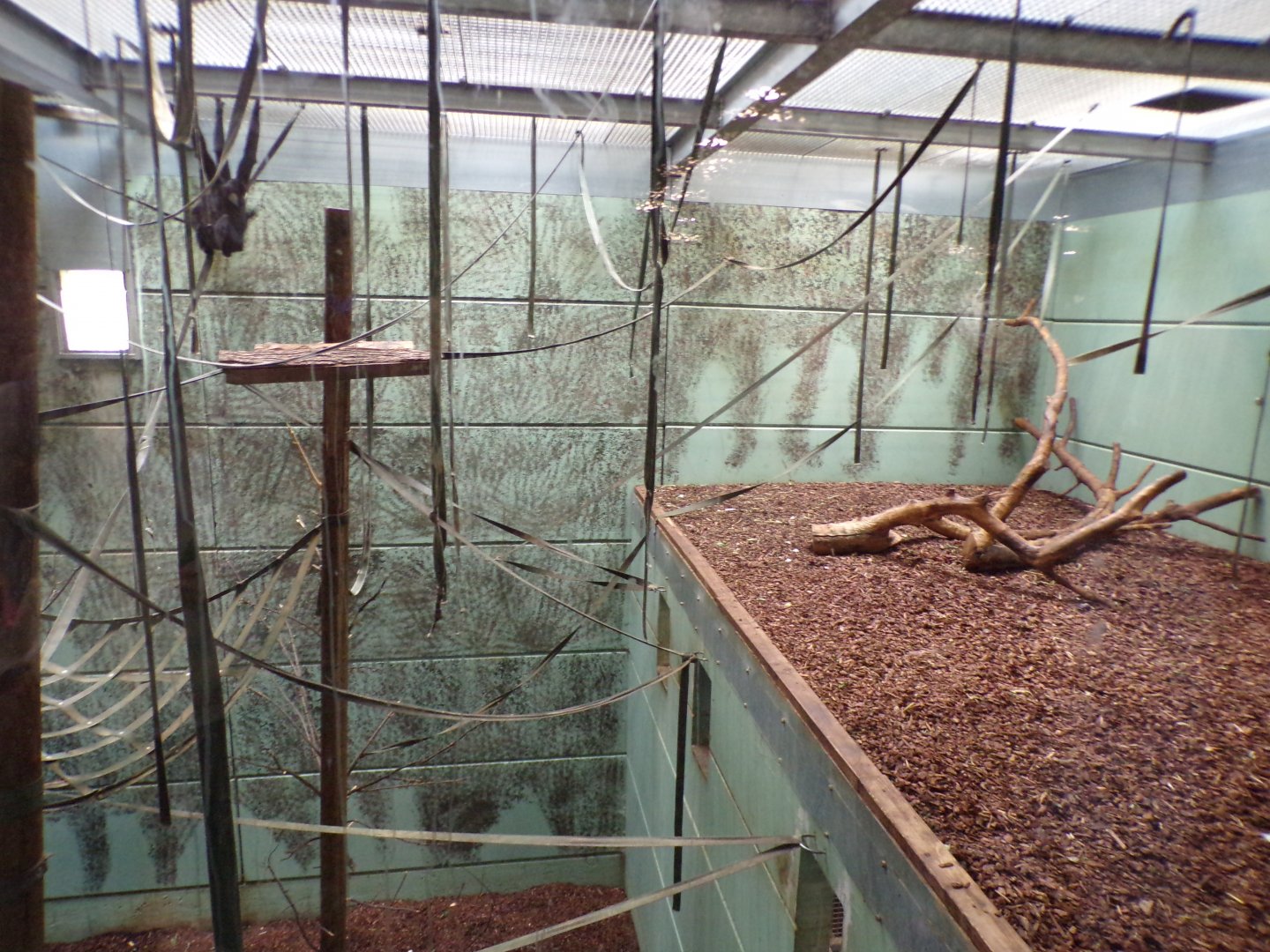 Northern white-cheeked gibbon indoors 7.7.24