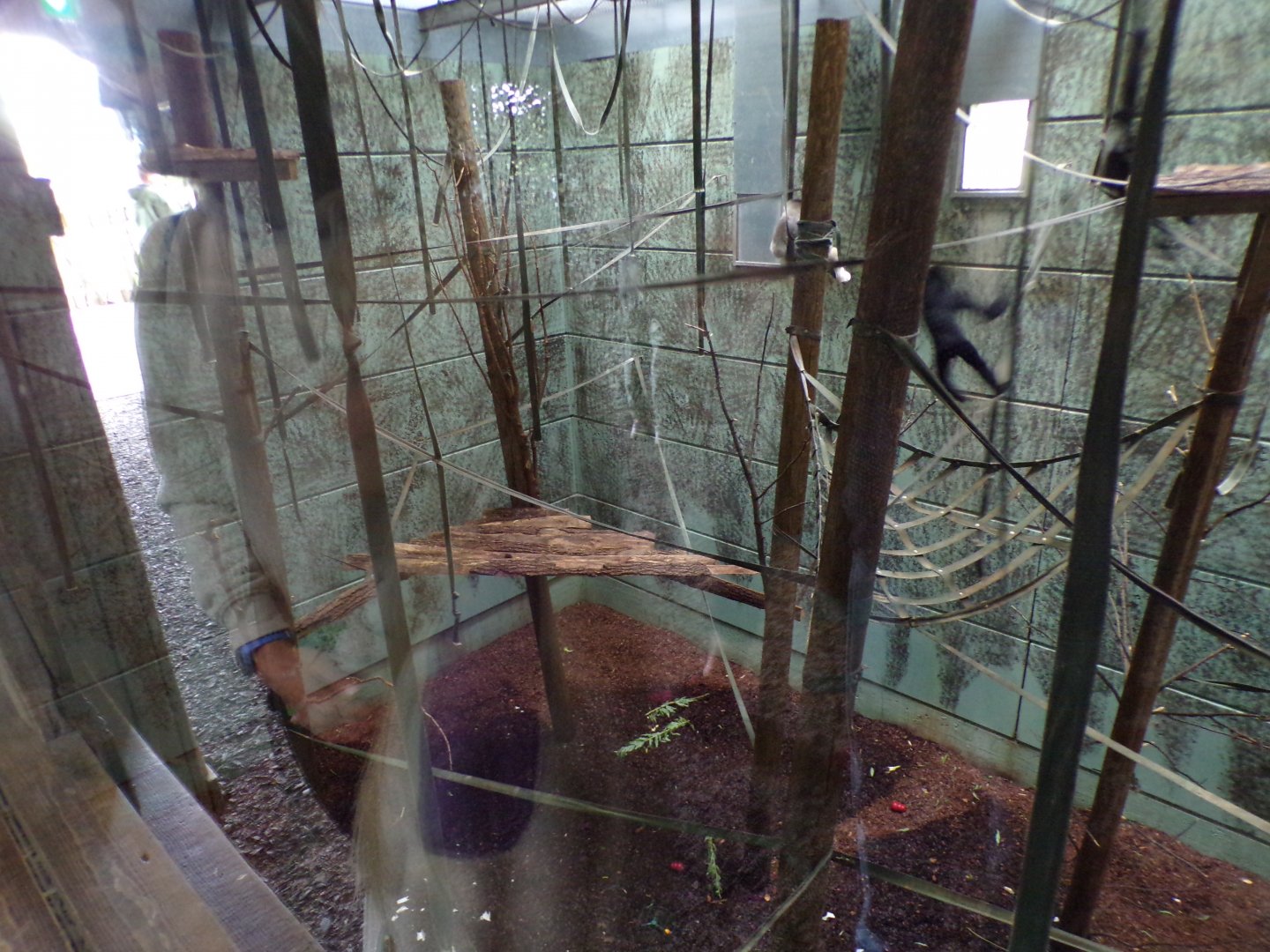 Northern white-cheeked gibbon indoors 7.7.24