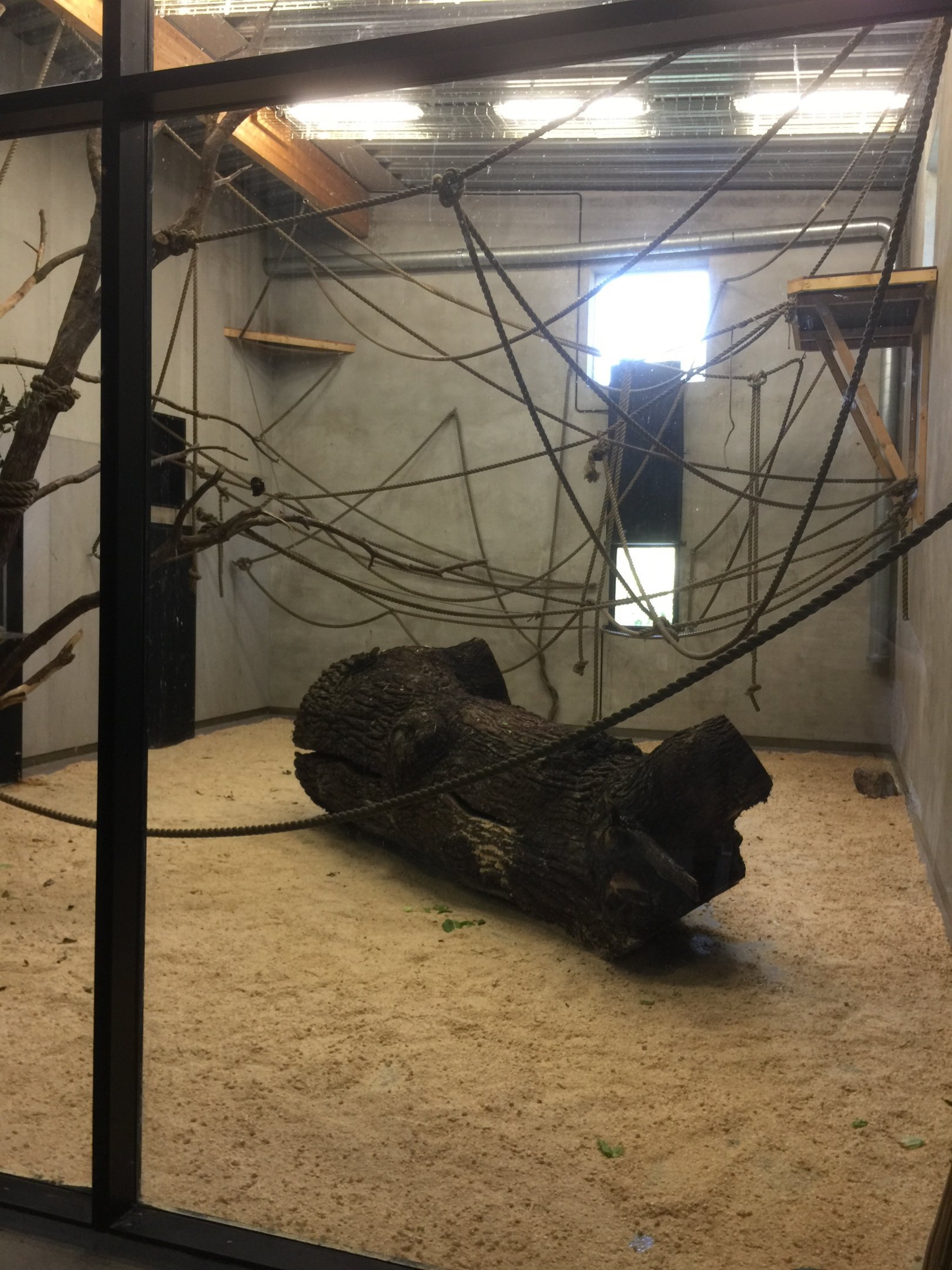 Northern white-cheeked gibbon indoors.