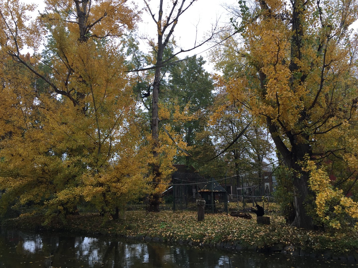 Northern white-cheeked gibbon island 10.2020.