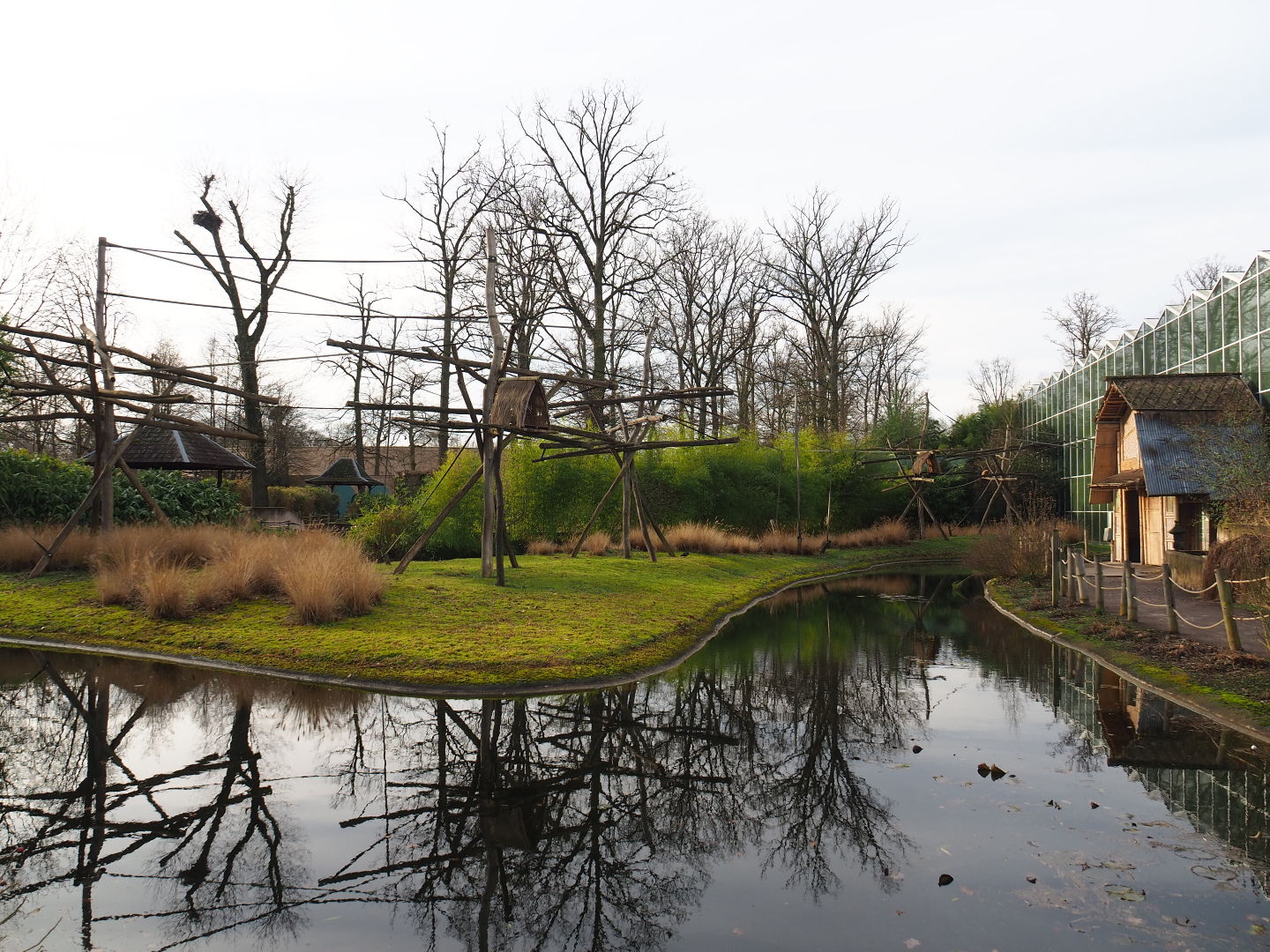 Northern white-cheeked gibbon island, 2020-01-11