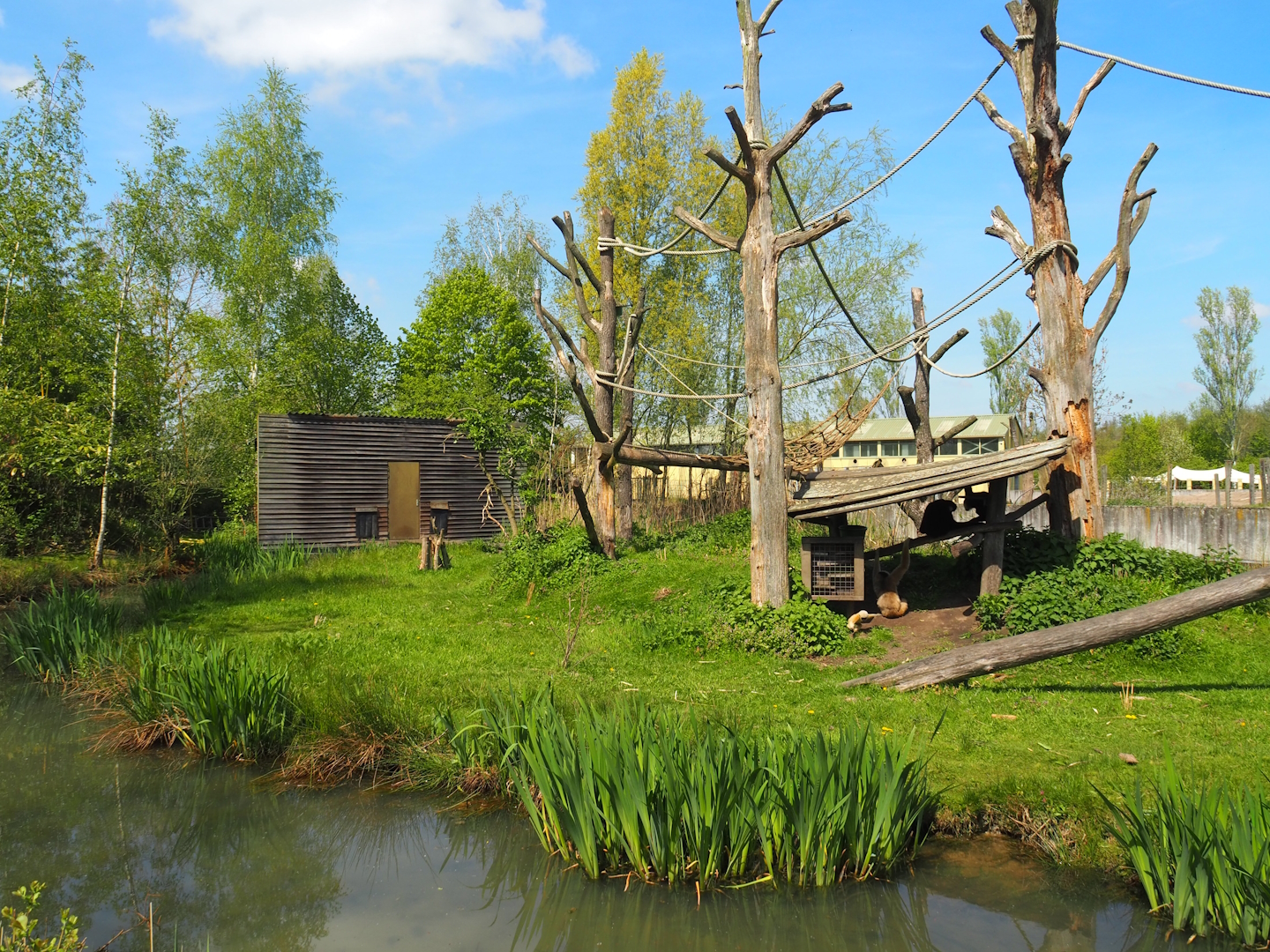 Northern white-cheeked gibbon island, 2023-04-30
