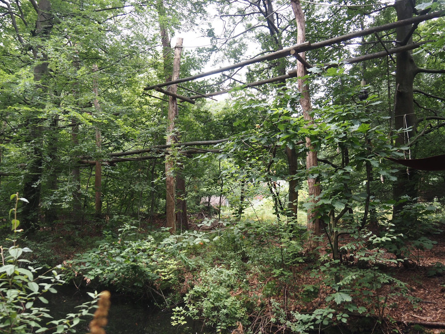 Northern white-cheeked gibbon island, 2024-08-18