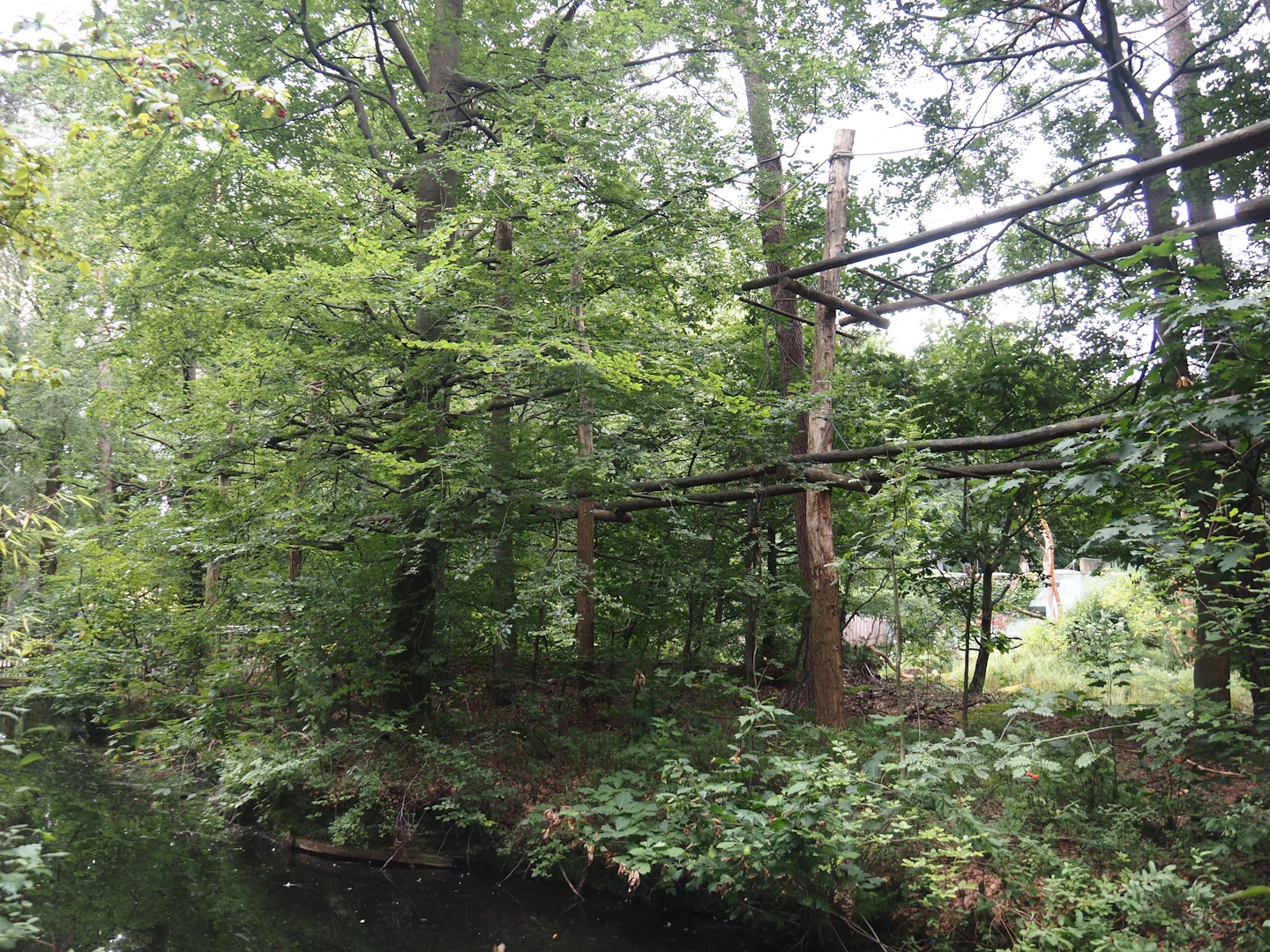 Northern white-cheeked gibbon island, 2024-08-18