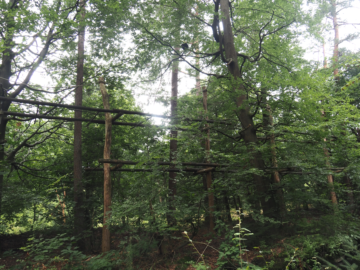 Northern white-cheeked gibbon island, 2024-08-18