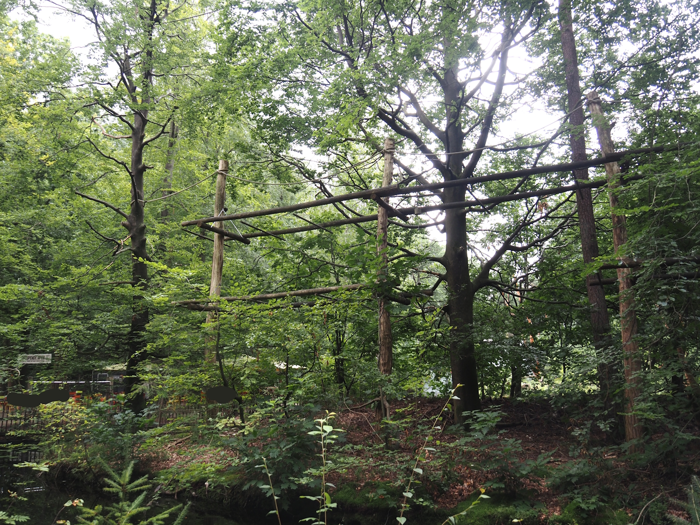 Northern white-cheeked gibbon island, 2024-08-18