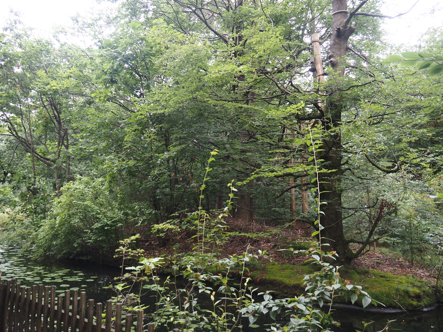 Northern white-cheeked gibbon island, 2024-08-18