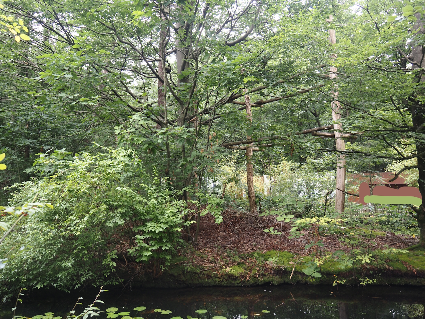 Northern white-cheeked gibbon island, 2024-08-18