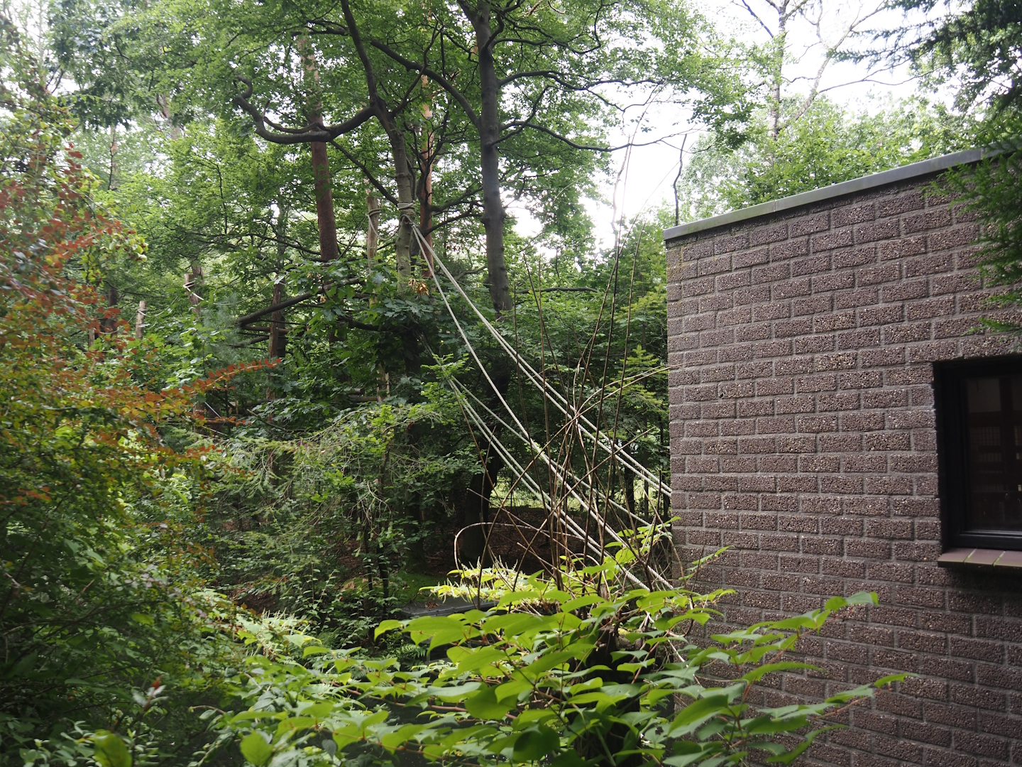 Northern white-cheeked gibbon island and house, 2024-08-18