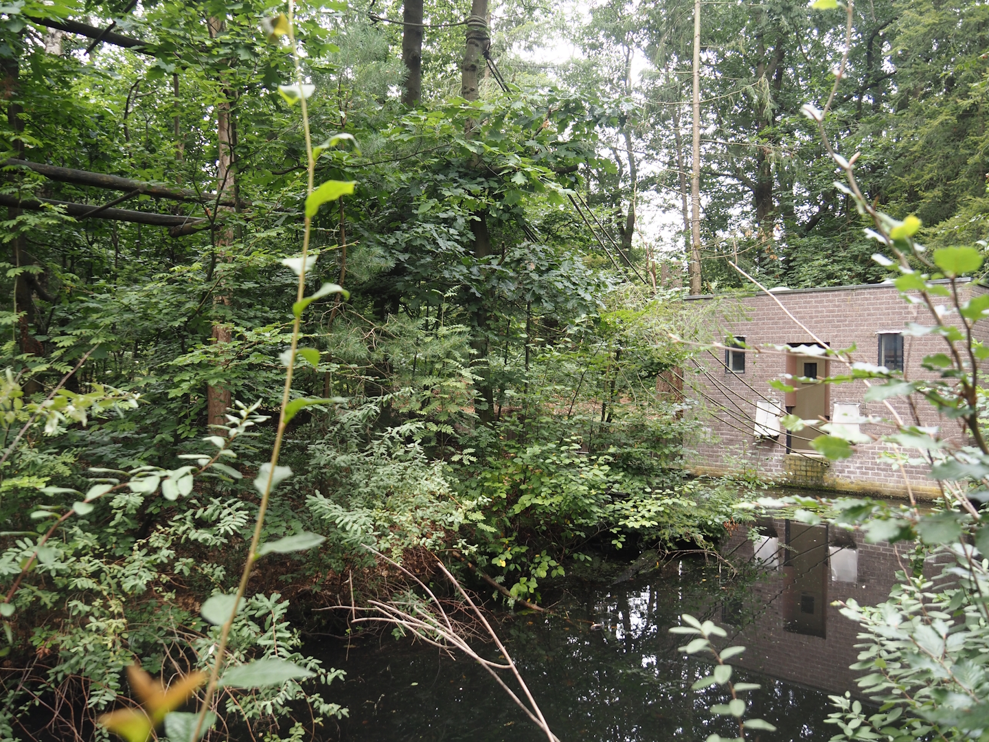 Northern white-cheeked gibbon island and house, 2024-08-18