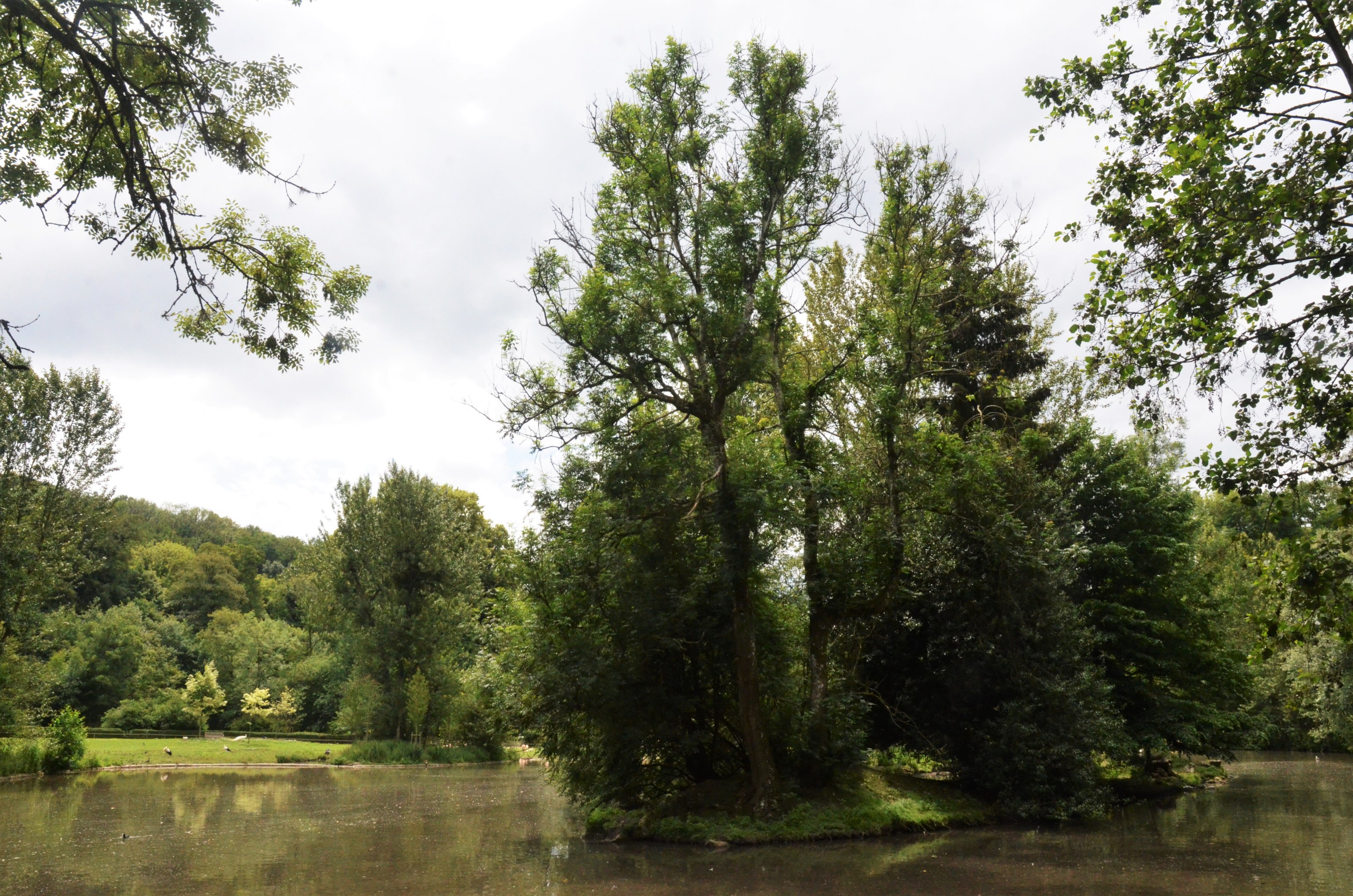 Northern White-cheeked Gibbon Island at Clères, 16/06/18