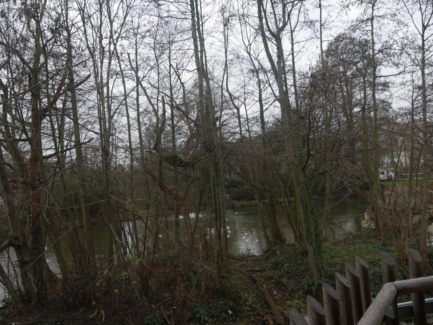 Northern white-cheeked gibbon island (January 2019)