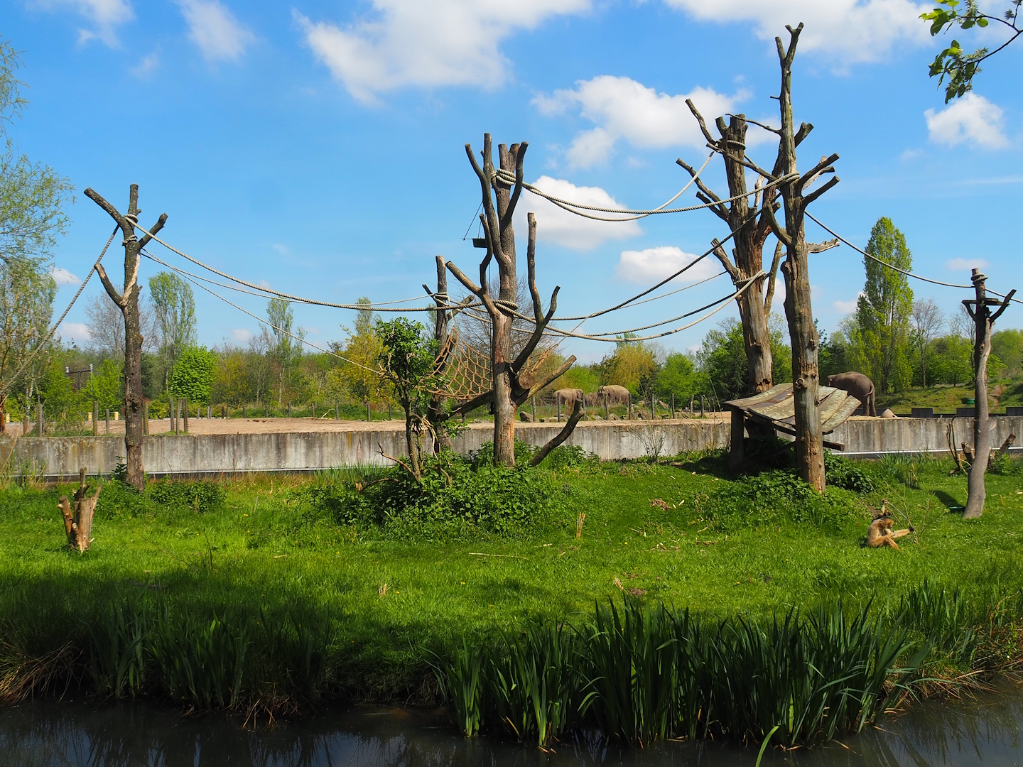 Northern white-cheeked gibbon island, With Asian elephant exhibit in the background, 2023-04-30