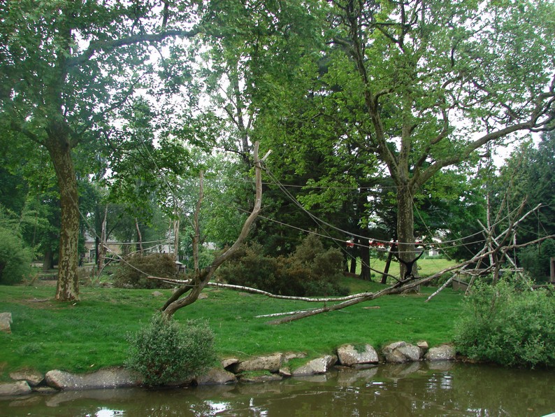Northern white-cheeked gibbon island