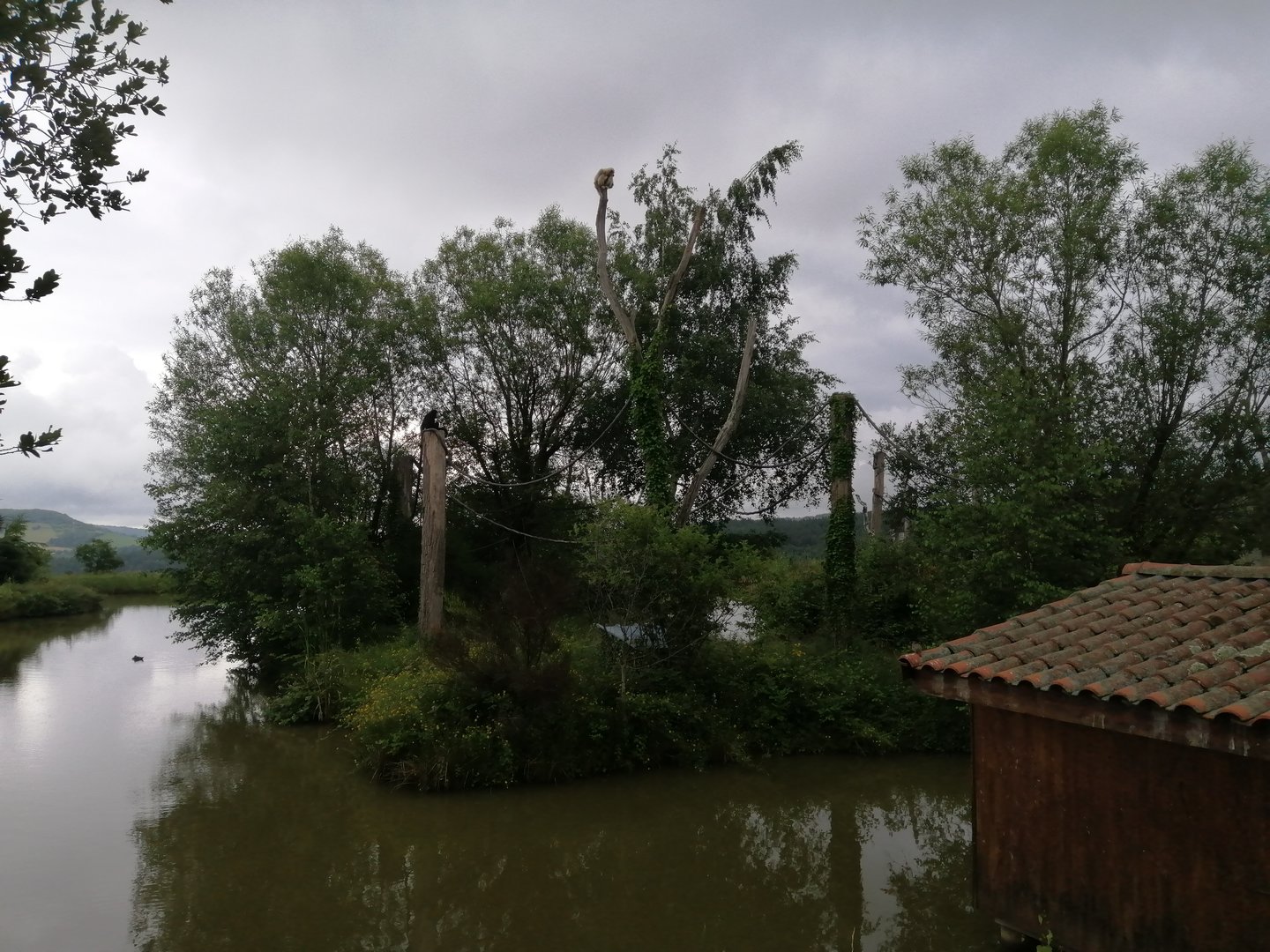 Northern white cheeked gibbon island