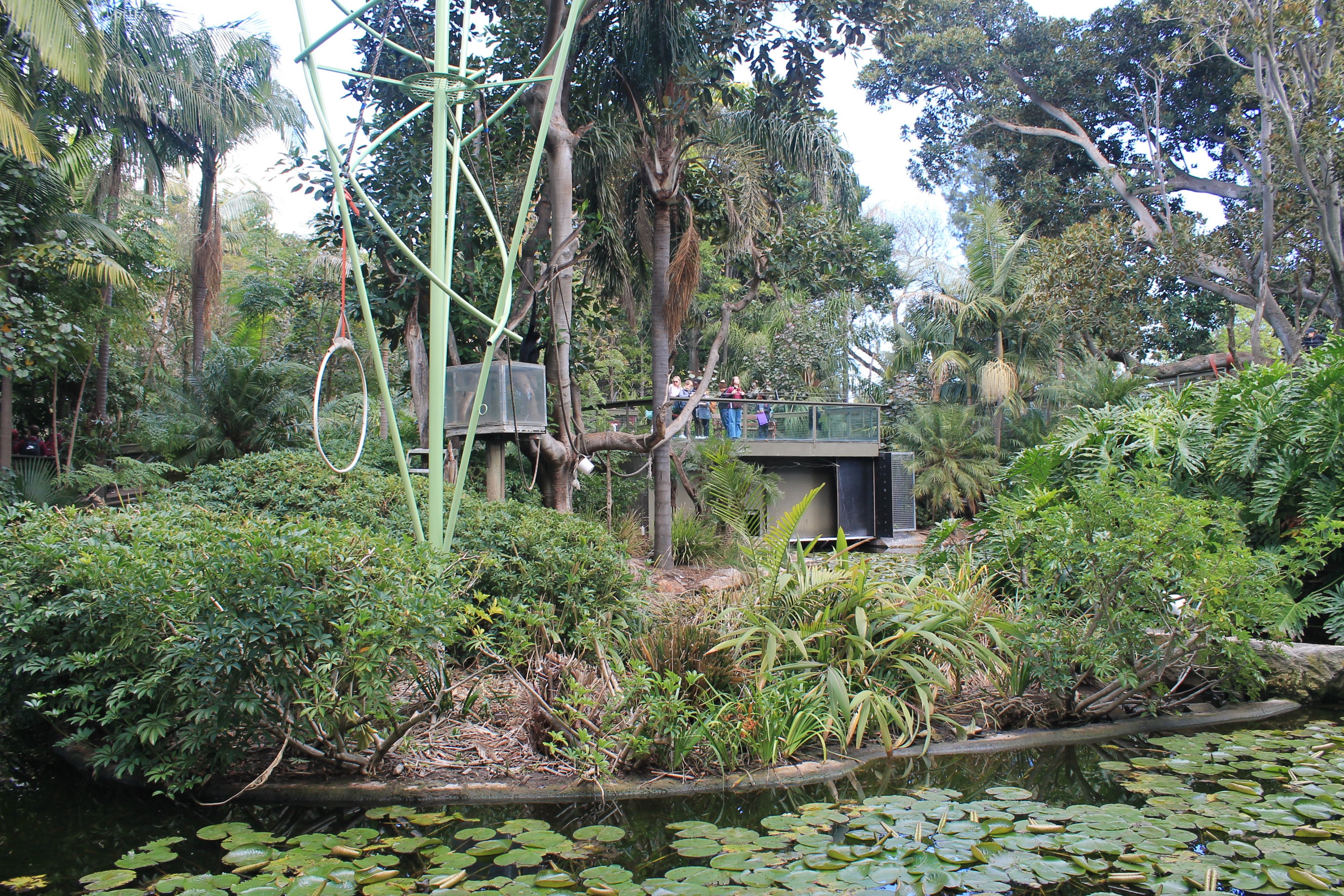 Northern White-cheeked Gibbon island