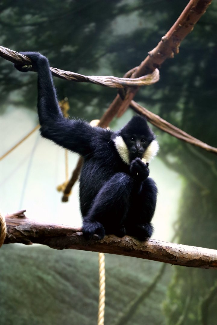 Northern White-cheeked Gibbon, Male