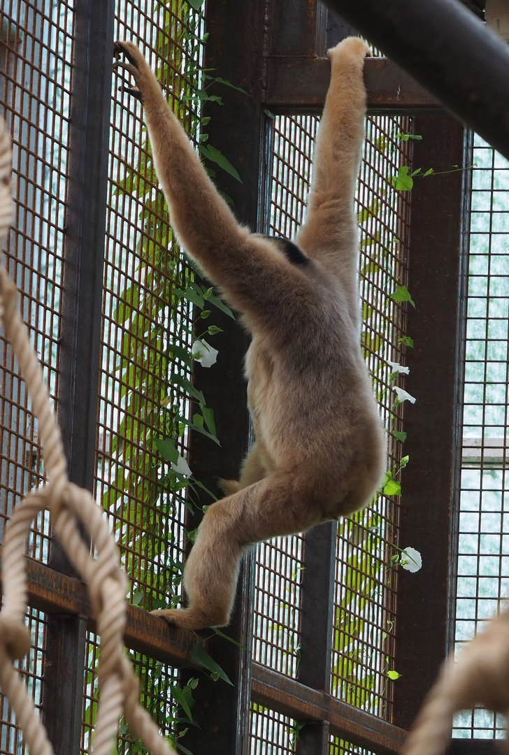 Northern white-cheeked gibbon (Nomascus leucogenys), 2022-07-16