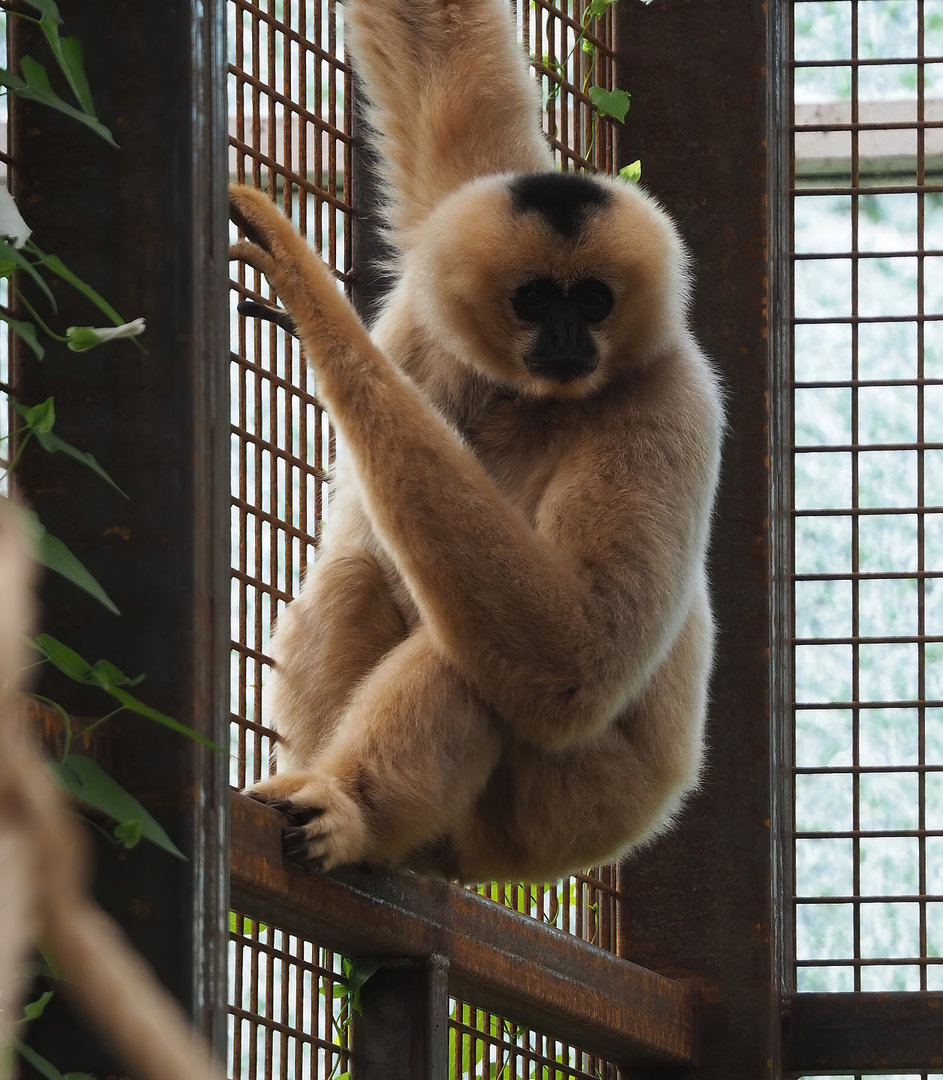 Northern white-cheeked gibbon (Nomascus leucogenys), 2022-07-16