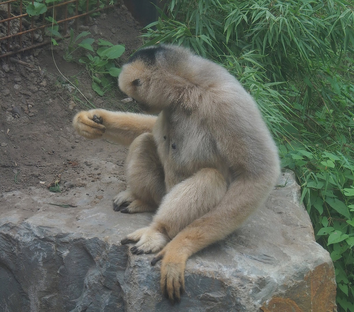 Northern white-cheeked gibbon (Nomascus leucogenys), 2022-08-07