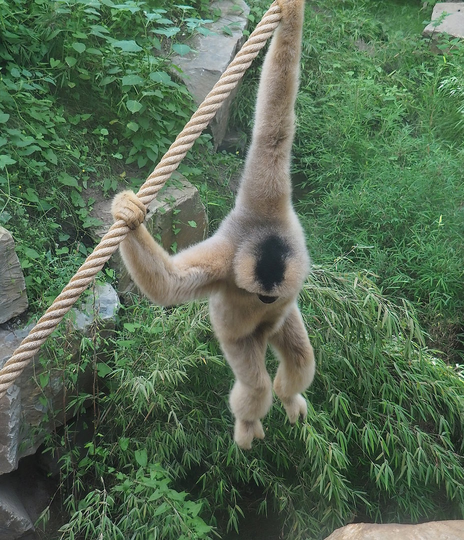 Northern white-cheeked gibbon (Nomascus leucogenys), 2022-08-07
