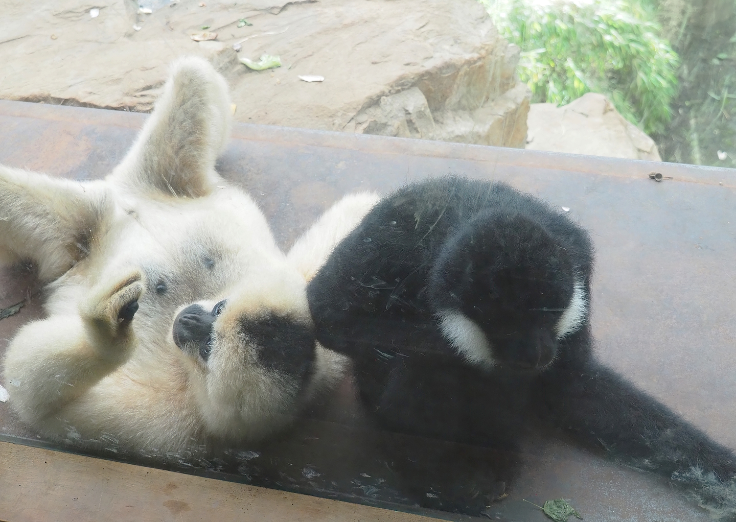 Northern white-cheeked gibbon (Nomascus leucogenys), 2022-09-12