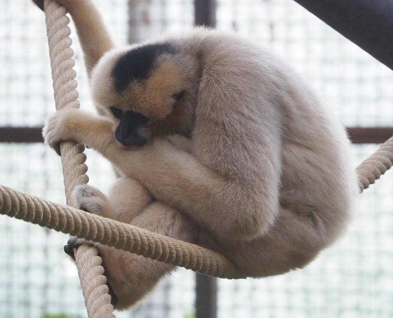 Northern white-cheeked gibbon (Nomascus leucogenys), 2022-12-27