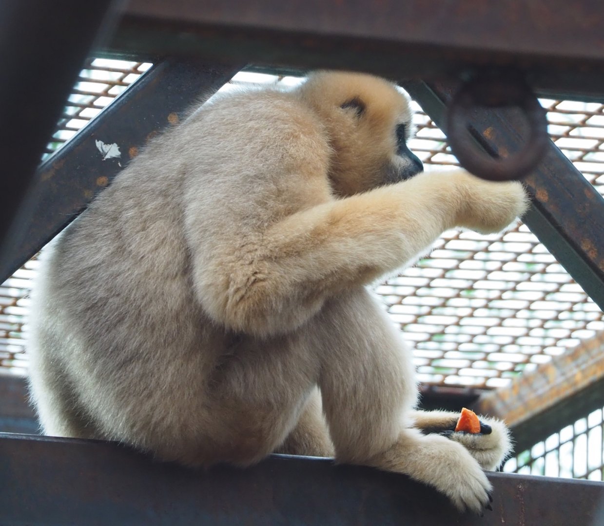 Northern white-cheeked gibbon (Nomascus leucogenys), 2023-03-28